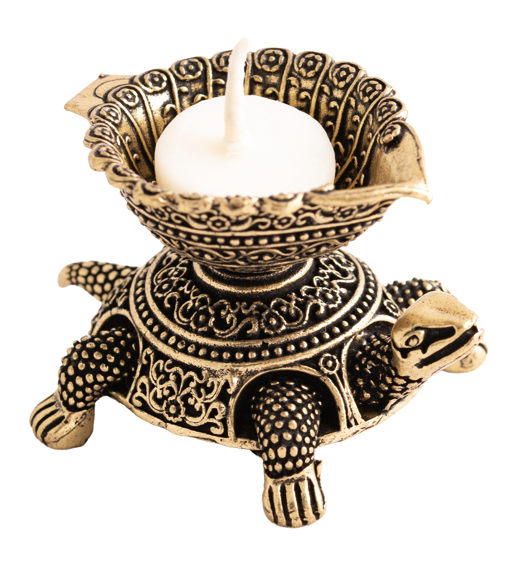 Gheelampe Schildkröte