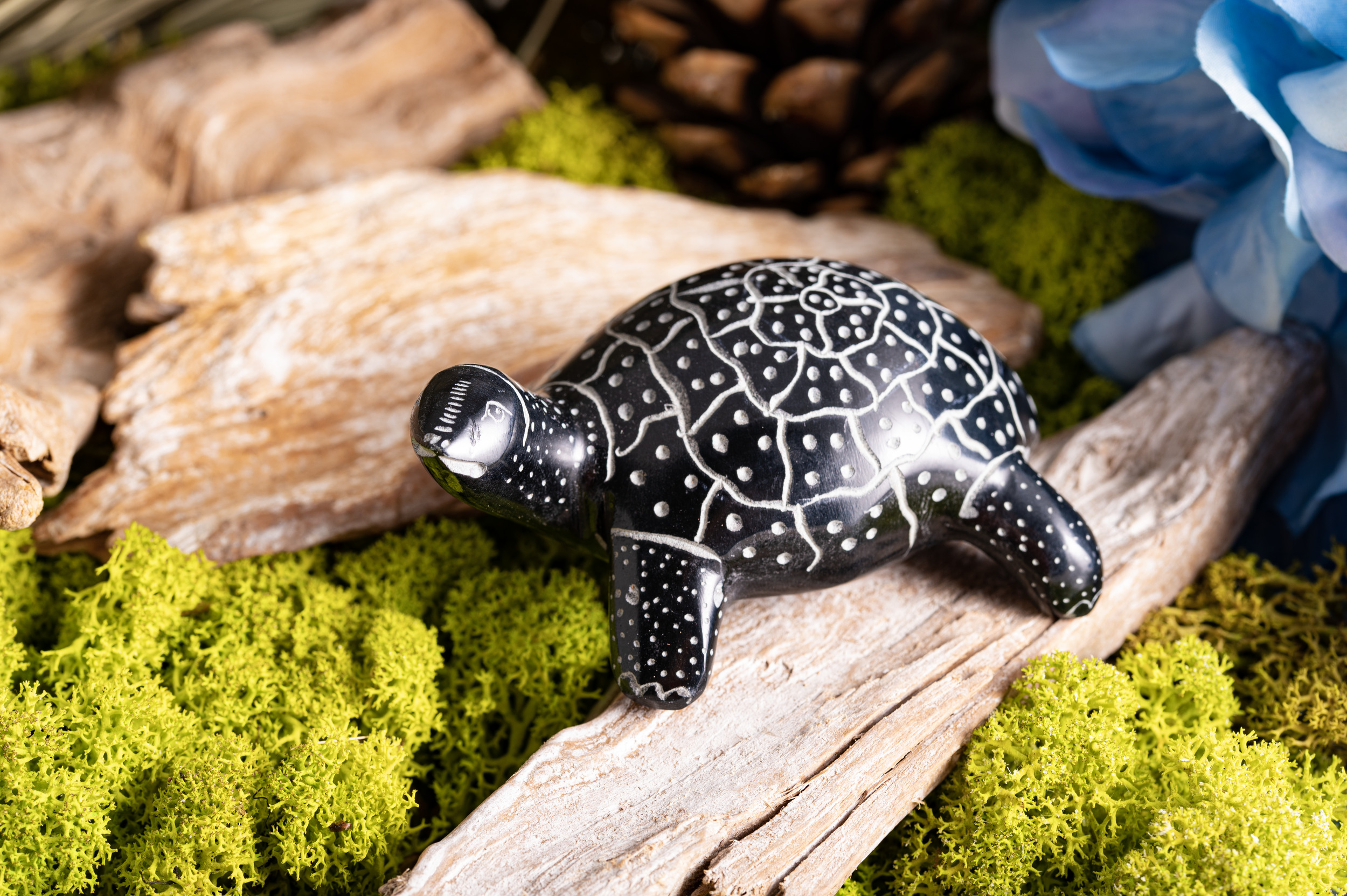 Schildkröte