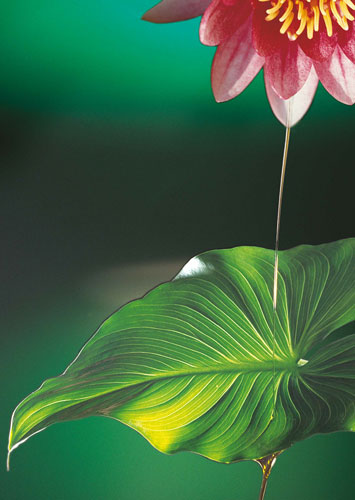 Ayurvedische Kosmetik