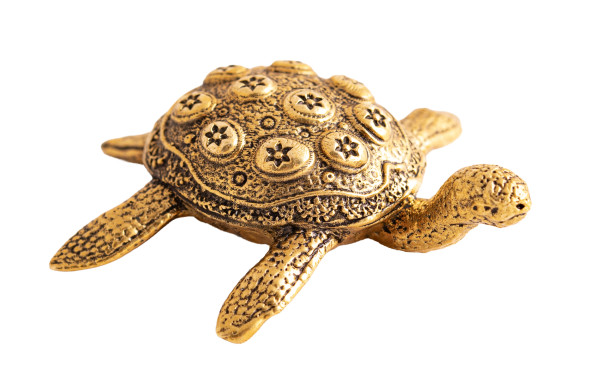 Schildkröte
